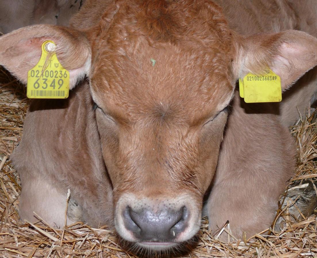 Appartamento Ban Hofa Bressanone Esterno foto